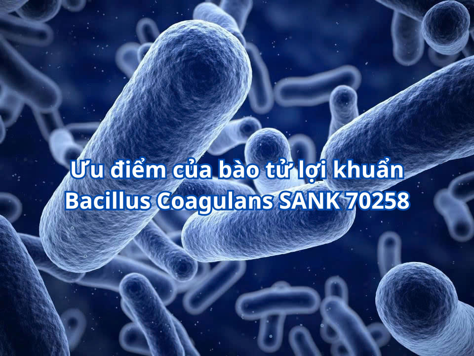 Ưu điểm của bào tử lợi khuẩn Bacillus Coagulans SANK 70258